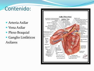 Contenido:Arteria AxilarVena AxilarPlexo BraquialGanglio LinfáticosAxilares