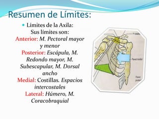 Resumen de Límites:Límites de la Axila:Sus límites son:Anterior: M. Pectoral mayor y menorPosterior: Escápula, M. Redondo mayor, M. Subescapular, M. Dorsal anchoMedial: Costillas. Espacios intercostalesLateral: Húmero, M. Coracobraquial