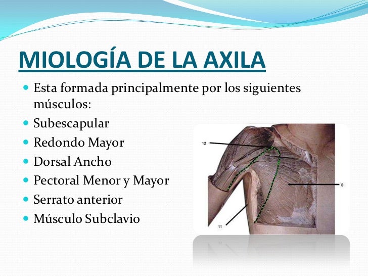 Tonifica tus Axilas_2 Musculos de la axila_2