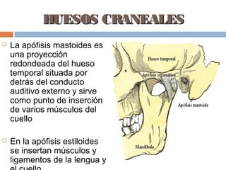 HUESOS CRANEALES
   La apófisis mastoides es
    una proyección
    redondeada del hueso
    temporal situada por
    detrás del conducto
    auditivo externo y sirve
    como punto de inserción
    de varios músculos del
    cuello

   En la apófisis estiloides
    se insertan músculos y
    ligamentos de la lengua y
 