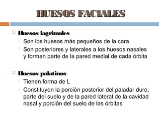 HUESOS FACIALES
   Huesos lagrimales
       Son los huesos más pequeños de la cara
       Son posteriores y laterales a los huesos nasales
        y forman parte de la pared medial de cada órbita

   Huesos palatinos
       Tienen forma de L
       Constituyen la porción posterior del paladar duro,
        parte del suelo y de la pared lateral de la cavidad
        nasal y porción del suelo de las órbitas
 