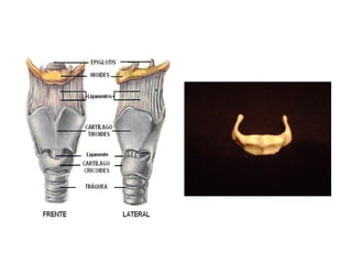 Anatomía de la cabeza