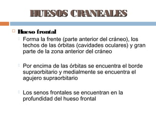 HUESOS CRANEALES
   Hueso frontal
       Forma la frente (parte anterior del cráneo), los
        techos de las órbitas (cavidades oculares) y gran
        parte de la zona anterior del cráneo

       Por encima de las órbitas se encuentra el borde
        supraorbitario y medialmente se encuentra el
        agujero supraorbitario

       Los senos frontales se encuentran en la
        profundidad del hueso frontal
 