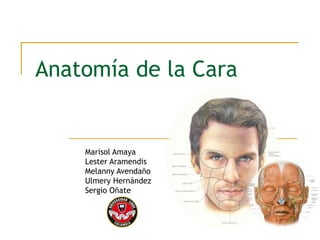 Anatomía de la Cara
Marisol Amaya
Lester Aramendis
Melanny Avendaño
Ulmery Hernández
Sergio Oñate
 