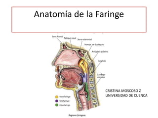 Anatomía de la Faringe 
CRISTINA MOSCOSO Z 
UNIVERSIDAD DE CUENCA 
 