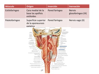 Músculo Origen Inserción Inervación 
Estilofaríngeo Cara medial de la 
base las apófisis 
estiloides 
Pared faríngea Nervio 
glosofaríngeo (IX) 
Palatofaríngeo Superficie superior 
de la aponeurosis 
palatina 
Pared faríngea Nervio vago (X) 
 