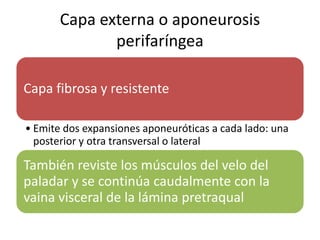 Capa externa o aponeurosis 
perifaríngea 
Capa fibrosa y resistente 
• Emite dos expansiones aponeuróticas a cada lado: una 
posterior y otra transversal o lateral 
También reviste los músculos del velo del 
paladar y se continúa caudalmente con la 
vaina visceral de la lámina pretraqual 
 