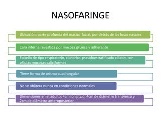NASOFARINGE 
Ubicación: parte profunda del macizo facial, por detrás de las fosas nasales 
Cara interna revestida por mucosa gruesa y adherente 
Epitelio de tipo respiratorio, cilíndrico pseudoestratificado ciliado, con 
células mucosas caliciformes 
Tiene forma de prisma cuadrangular 
No se oblitera nunca en condiciones normales 
Dimensiones en el adulto: 4cm longitud, 4cm de diámetro transverso y 
2cm de diámetro anteroposterior 
 