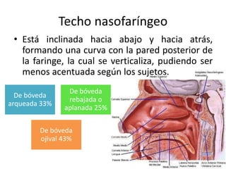 Techo nasofaríngeo 
• Está inclinada hacia abajo y hacia atrás, 
formando una curva con la pared posterior de 
la faringe, la cual se verticaliza, pudiendo ser 
menos acentuada según los sujetos. 
De bóveda 
arqueada 33% 
De bóveda 
rebajada o 
aplanada 25% 
De bóveda 
ojival 43% 
 