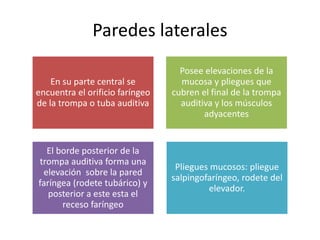Paredes laterales 
En su parte central se 
encuentra el orificio faríngeo 
de la trompa o tuba auditiva 
Posee elevaciones de la 
mucosa y pliegues que 
cubren el final de la trompa 
auditiva y los músculos 
adyacentes 
El borde posterior de la 
trompa auditiva forma una 
elevación sobre la pared 
faríngea (rodete tubárico) y 
posterior a este esta el 
receso faríngeo 
Pliegues mucosos: pliegue 
salpingofaríngeo, rodete del 
elevador. 
 