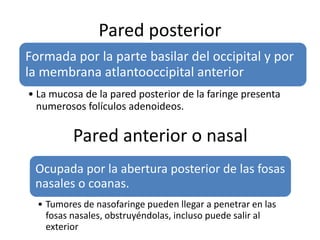 Pared posterior 
Formada por la parte basilar del occipital y por 
la membrana atlantooccipital anterior 
• La mucosa de la pared posterior de la faringe presenta 
numerosos folículos adenoideos. 
Pared anterior o nasal 
Ocupada por la abertura posterior de las fosas 
nasales o coanas. 
• Tumores de nasofaringe pueden llegar a penetrar en las 
fosas nasales, obstruyéndolas, incluso puede salir al 
exterior 
 
