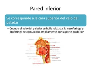 Pared inferior 
Se corresponde a la cara superior del velo del 
paladar 
• Cuando el velo del paladar se halla relajada, la nasofaringe y 
orofaringe se comunican ampliamente por la parte posterior 
 