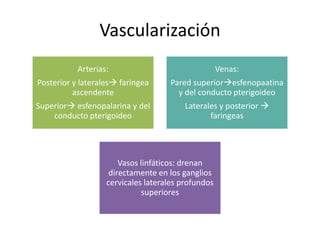 Vascularización 
Arterias: 
Posterior y laterales faringea 
ascendente 
Superior esfenopalarina y del 
conducto pterigoideo 
Venas: 
Pared superioresfenopaatina 
y del conducto pterigoideo 
Laterales y posterior  
faringeas 
Vasos linfáticos: drenan 
directamente en los ganglios 
cervicales laterales profundos 
superiores 
 