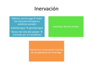 Inervación 
Motora: nervio vago todos 
los músculos faríngeos y 
palatinos excepto 
Estilofaringeo  glosofaringeo 
Tensor del velo del paladar  
inervado por el mandibular 
Sensitiva: Nervio maxilar 
Autónoma: la secreción mucosa 
de las glándulas de la faringe. 
 