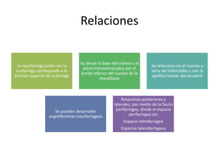 Relaciones 
La nasofaringe junto con la 
orofaringe corresponde a la 
porción superior de la faringe 
Va desde la base del cráneo y el 
plano transversal pasa por el 
borde inferior del cuerpo de la 
mandíbula 
Se relaciona con el cuerpo y 
seno del esfenoides y con la 
apófisis basilar del occipital 
Se pueden desarrollar 
angiofibromas nasofaríngeos 
Relaciones posteriores y 
laterales, por medio de la fascia 
perifaríngea, divide el espacio 
perifaríngeo en: 
Espacio retrofaríngeo 
Espacios laterofaríngeos 
 