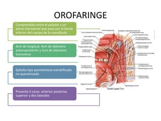 OROFARINGE 
Comprendida entre el paladar y un 
plano transversal que pasa por el borde 
inferior del cuerpo de la mandíbula. 
4cm de longitud, 4cm de diámetro 
anteroposterior y 5cm de diámetro 
transverso 
Epitelio tipo pavimentoso estratificado 
no querainizado 
Presenta 5 caras: anterior posterior, 
superior y dos laterales 
 
