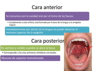 Cara anterior 
Se comunica con la cavidad oral por el itsmo de las fauces. 
• Caudalmente a este orificio, está formada por la base de la lengua y la amígdala 
lingual. 
Inmediatamente por detrás de la lengua se puede observar el 
extremo superior de la epiglotis 
Cara posterior 
Es vertical y visible cuando se abre la boca 
• Corresponde a las tres primeras vértebras cervicales 
Mucosa de aspecto mamelonado 
 