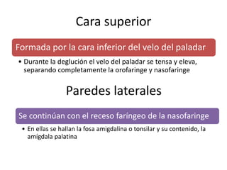 Cara superior 
Formada por la cara inferior del velo del paladar 
• Durante la deglución el velo del paladar se tensa y eleva, 
separando completamente la orofaringe y nasofaringe 
Paredes laterales 
Se continúan con el receso faríngeo de la nasofaringe 
• En ellas se hallan la fosa amigdalina o tonsilar y su contenido, la 
amígdala palatina 
 