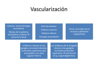 Vascularización 
Arterias: arteria faringea 
ascendente 
Ramas de la palatina 
ascendeno o inferior 
rama de la facial 
Velo del paladar: 
Palatina superior 
Palatina inferior 
Faríngea ascendente 
Venas: proceden de la 
mucosa y glándulas 
subyacentes 
Linfáticos: drenan en los 
ganglios cervicales laterales 
profundos superiores que 
acompañan a la vena 
yugular interna 
Los linfáticos de la amígdala 
drenan a los ganglios 
cervicales profundos 
superiores  termina en 
los g. yugulodigástricos. 
 