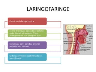 LARINGOFARINGE 
Constituye la faringe cervical 
Forma de embudo aplanado de delante 
atrás, diámetro transverso 2-3cm, 
anteroposterior 2cm y longiutd 5cm 
Constituida por 4 paredes: anterior, 
posterior, dos laterales 
Epitelio pavimentoso estratificado no 
queratinizado 
 