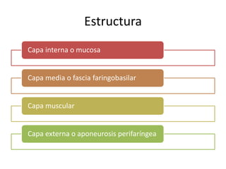 Estructura 
Capa interna o mucosa 
Capa media o fascia faringobasilar 
Capa muscular 
Capa externa o aponeurosis perifaríngea 
 