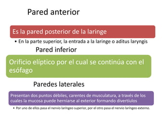 Pared anterior 
Es la pared posterior de la laringe 
• En la parte superior, la entrada a la laringe o aditus laryngis 
Pared inferior 
Orificio elíptico por el cual se continúa con el 
esófago 
Paredes laterales 
Presentan dos puntos débiles, carentes de musculatura, a través de los 
cuales la mucosa puede herniarse al exterior formando divertíulos 
• Por uno de ellos pasa el nervio laríngeo superior, por el otro pasa el nervio laríngeo externo. 
 