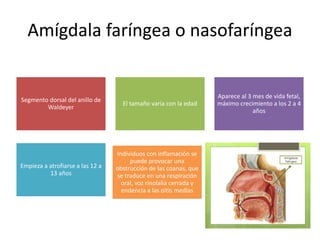 Amígdala faríngea o nasofaríngea 
Segmento dorsal del anillo de 
Waldeyer 
El tamaño varía con la edad 
Aparece al 3 mes de vida fetal, 
máximo crecimiento a los 2 a 4 
años 
Empieza a atrofiarse a las 12 a 
13 años 
Individuos con inflamación se 
puede provocar una 
obstrucción de las coanas, que 
se traduce en una respiración 
oral, voz rinolalia cerrada y 
endencia a las oitis medias 
 