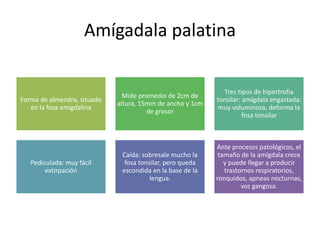Amígadala palatina 
Forma de almendra, situado 
en la fosa amigdalina 
Mide promedio de 2cm de 
altura, 15mm de ancho y 1cm 
de grosor 
Tres tipos de hipertrofia 
tonsilar: amígdala engastada: 
muy voluminosa, deforma la 
fosa tonsilar 
Pediculada: muy fácil 
extirpación 
Caída: sobresale mucho la 
fosa tonsilar, pero queda 
escondida en la base de la 
lengua. 
Ante procesos patológicos, el 
tamaño de la amígdala crece 
y puede llegar a producir 
trastornos respiratorios, 
ronquidos, apneas nocturnas, 
voz gangosa. 
 
