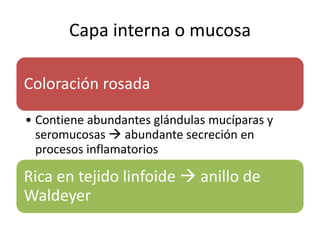 Capa interna o mucosa 
Coloración rosada 
• Contiene abundantes glándulas mucíparas y 
seromucosas  abundante secreción en 
procesos inflamatorios 
Rica en tejido linfoide  anillo de 
Waldeyer 
 