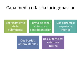 Capa media o fascia faringobasilar 
Engrosamiento 
de la 
submucosa 
Forma de canal 
abierto en 
sentido anterior 
Dos extremos: 
superior e 
inferior 
Dos bordes: 
anterolaterales 
Dos superficies: 
externa e 
interna 
 