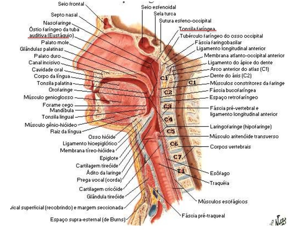 Anatomía de la faringe