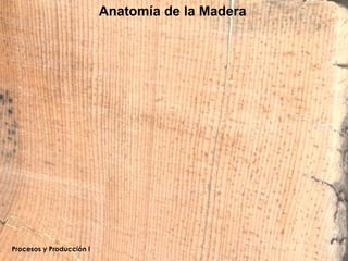 Anatomía de la Madera




Procesos y Producción I
 