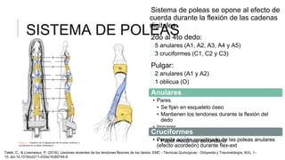 Anatom a De La Mano pptx anatom-a-de-la-mano-pptx