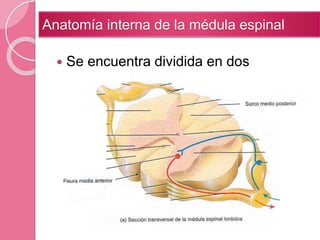  Se encuentra dividida en dos
sectores, derecho e izquierdo, por dos
surcos en la sustancia blanca.
 Fisura media anterior: hendidura
ancha y profunda en la zona anterior
(ventral).
 Surco medio posterior: depresión
superficial en la zona posterior
(dorsal).
Anatomía interna de la médula espinal
 