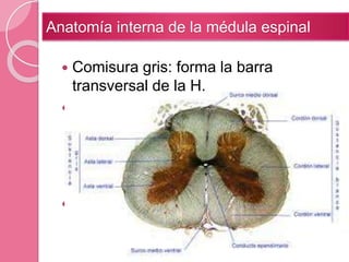  Comisura gris: forma la barra
transversal de la H.
 Conducto central o del epéndimo: se
encuentra en el centro de la comisura
gris, se extiende a lo largo de toda la
médula y está lleno de líquido
cefalorraquídeo.
 Comisura blanca anterior: conecta la
sustancia blanca de los sectores
izquierdo y derecho de la médula
Anatomía interna de la médula espinal
 