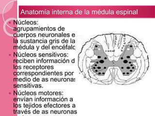  Núcleos:
agrupamientos de
cuerpos neuronales en
la sustancia gris de la
médula y del encéfalo.
 Núcleos sensitivos:
reciben información de
los receptores
correspondientes por
medio de as neuronas
sensitivas.
 Núcleos motores:
envían información a
los tejidos efectores a
través de as neuronas
Anatomía interna de la médula espinal
 
