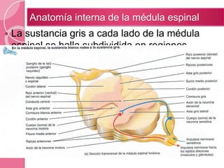  La sustancia gris a cada lado de la médula
espinal se halla subdividida en regiones
llamadas astas.
 Astas grises anteriores (ventrales): contienen
los núcleos motores somáticos, que generan
impulsos nerviosos para la contracción de los
músculos esqueléticos.
 Astas grises posteriores (dorsales) contienen
los núcleos sensitivos somáticos y autónomos.
Anatomía interna de la médula espinal
 