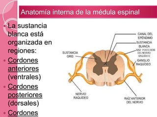  La sustancia
blanca está
organizada en
regiones:
 Cordones
anteriores
(ventrales)
 Cordones
posteriores
(dorsales)
 Cordones
Anatomía interna de la médula espinal
 