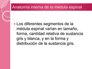  Los diferentes segmentos de la
médula espinal varían en tamaño,
forma, cantidad relativa de sustancia
gris y blanca, y en la forma y
distribución de la sustancia gris.
Anatomía interna de la médula espinal
 
