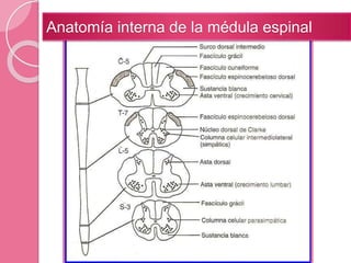Anatomía interna de la médula espinal
 