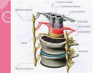 Anatomía de la médula espinal