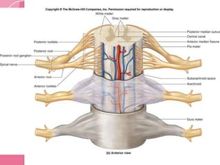 Anatomía de la médula espinal