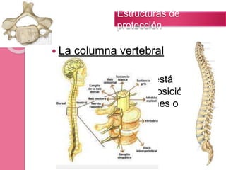  La columna vertebral
El conducto vertebral está
formado por la superposición
vertical de los forámenes o
agujeros vertebrales.
Estructuras de
protección
 