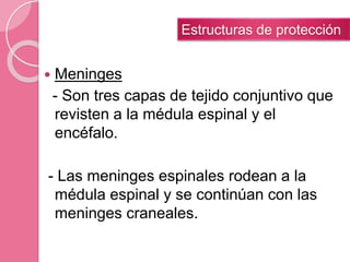  Meninges
- Son tres capas de tejido conjuntivo que
revisten a la médula espinal y el
encéfalo.
- Las meninges espinales rodean a la
médula espinal y se continúan con las
meninges craneales.
Estructuras de protección
 