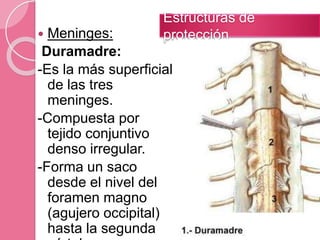  Meninges:
Duramadre:
-Es la más superficial
de las tres
meninges.
-Compuesta por
tejido conjuntivo
denso irregular.
-Forma un saco
desde el nivel del
foramen magno
(agujero occipital)
hasta la segunda
Estructuras de
protección
 