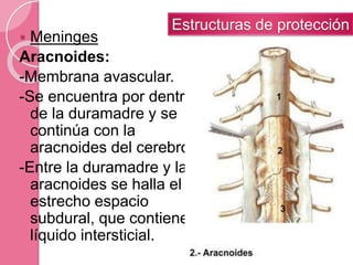  Meninges
Aracnoides:
-Membrana avascular.
-Se encuentra por dentro
de la duramadre y se
continúa con la
aracnoides del cerebro.
-Entre la duramadre y la
aracnoides se halla el
estrecho espacio
subdural, que contiene
líquido intersticial.
Estructuras de protección
 