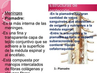 Estructuras de
protección
 Meninges
 Piamadre:
-Es la más interna de las
meninges.
-Es una fina y
transparente capa de
tejido conjuntivo que se
adhiere a la superficie
de la médula espinal y
al encéfalo.
-Está compuesta por
manojos intercalados
de fibras colágenas y
-En la piamadre hay gran
cantidad de vasos
sanguíneos que abastecen
de oxígeno y nutrientes a la
médula espinal.
-Entre la aracnoides y la
piamadre se halla el espacio
subaracnoideo, que
contiene líquido
cefalorraquídeo.
 