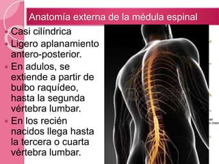  Casi cilíndrica
 Ligero aplanamiento
antero-posterior.
 En adulos, se
extiende a partir de
bulbo raquídeo,
hasta la segunda
vértebra lumbar.
 En los recién
nacidos llega hasta
la tercera o cuarta
vértebra lumbar.
Anatomía externa de la médula espinal
 