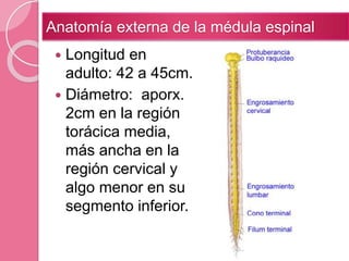 Longitud en
adulto: 42 a 45cm.
 Diámetro: aporx.
2cm en la región
torácica media,
más ancha en la
región cervical y
algo menor en su
segmento inferior.
Anatomía externa de la médula espinal
 