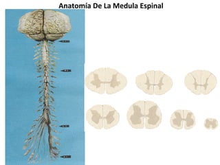 Anatomía De La Medula Espinal 